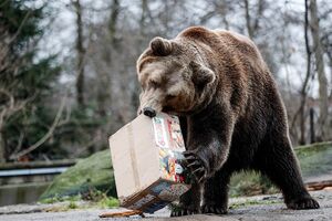28 декабря: животные в Калининградском зоопарке получили подарки