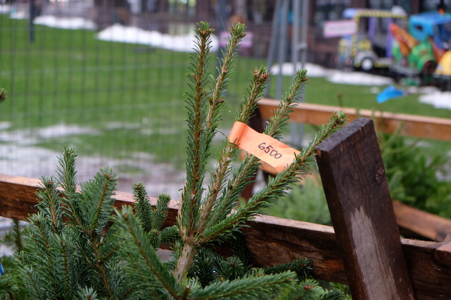 В Калининграде предприниматели не заявились ни на одну площадку для торговли новогодними елками