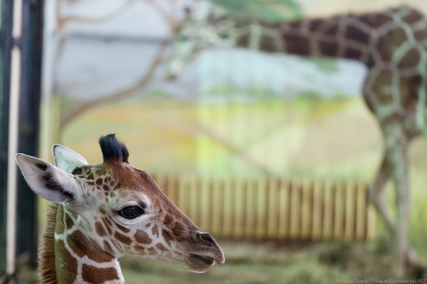 Образина милая: в Калининградском зоопарке родился жирафенок