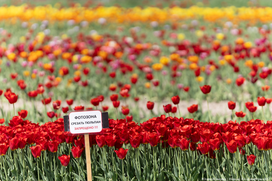 В Калинково открыли для посетителей тюльпановое поле (фото)