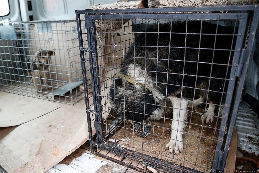 «Зверство» и «провокации»: власти и зоозащитники о скандалах с отловом собак