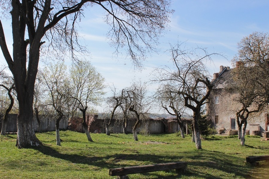 «Они были обречены»: почему вырубили яблони в замке Георгенбург