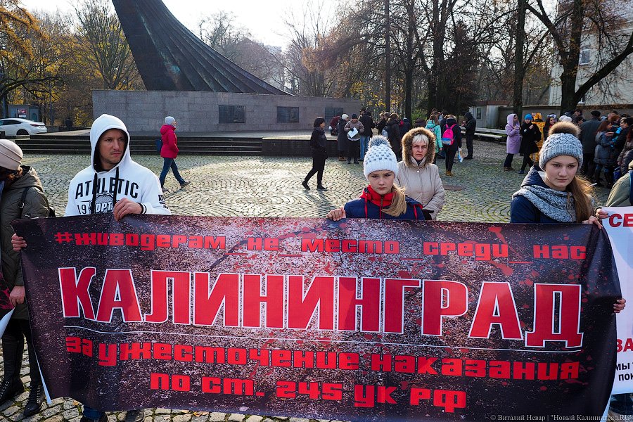 За что нас убивают?: как в Калининграде митинговали в защиту животных