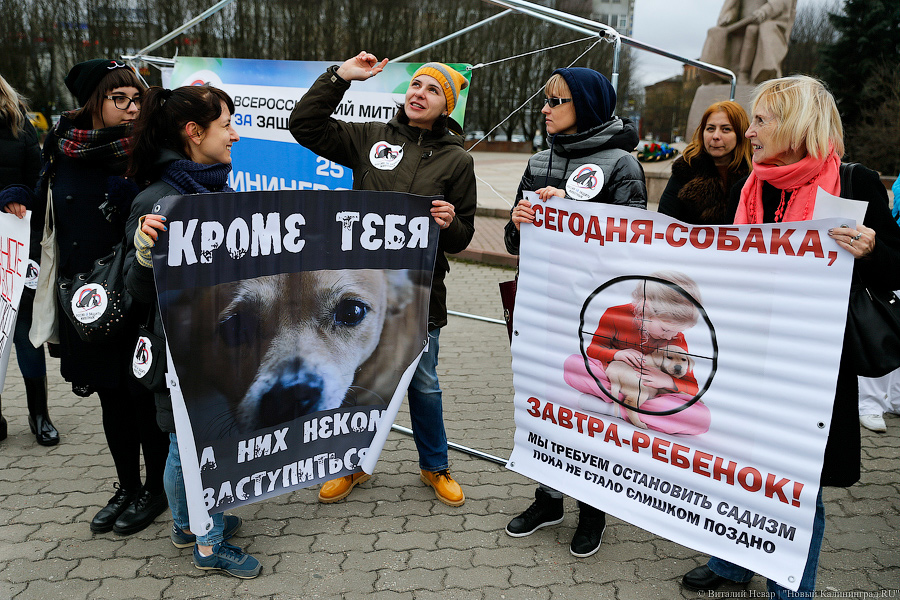 Вместе против живодеров: в Калининграде митинговали в защиту животных
