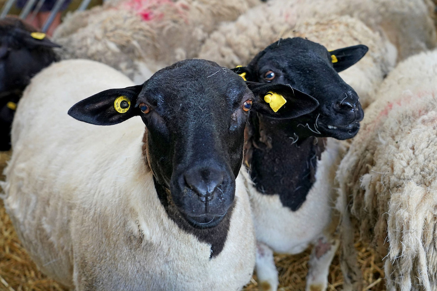 Под Багратионовском пытаются вывести породу овец для прибалтийского климата